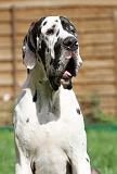 DOGUE ALLEMAND 168